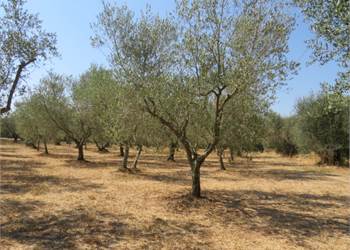 VETRALLA - LOC. LE CESI
